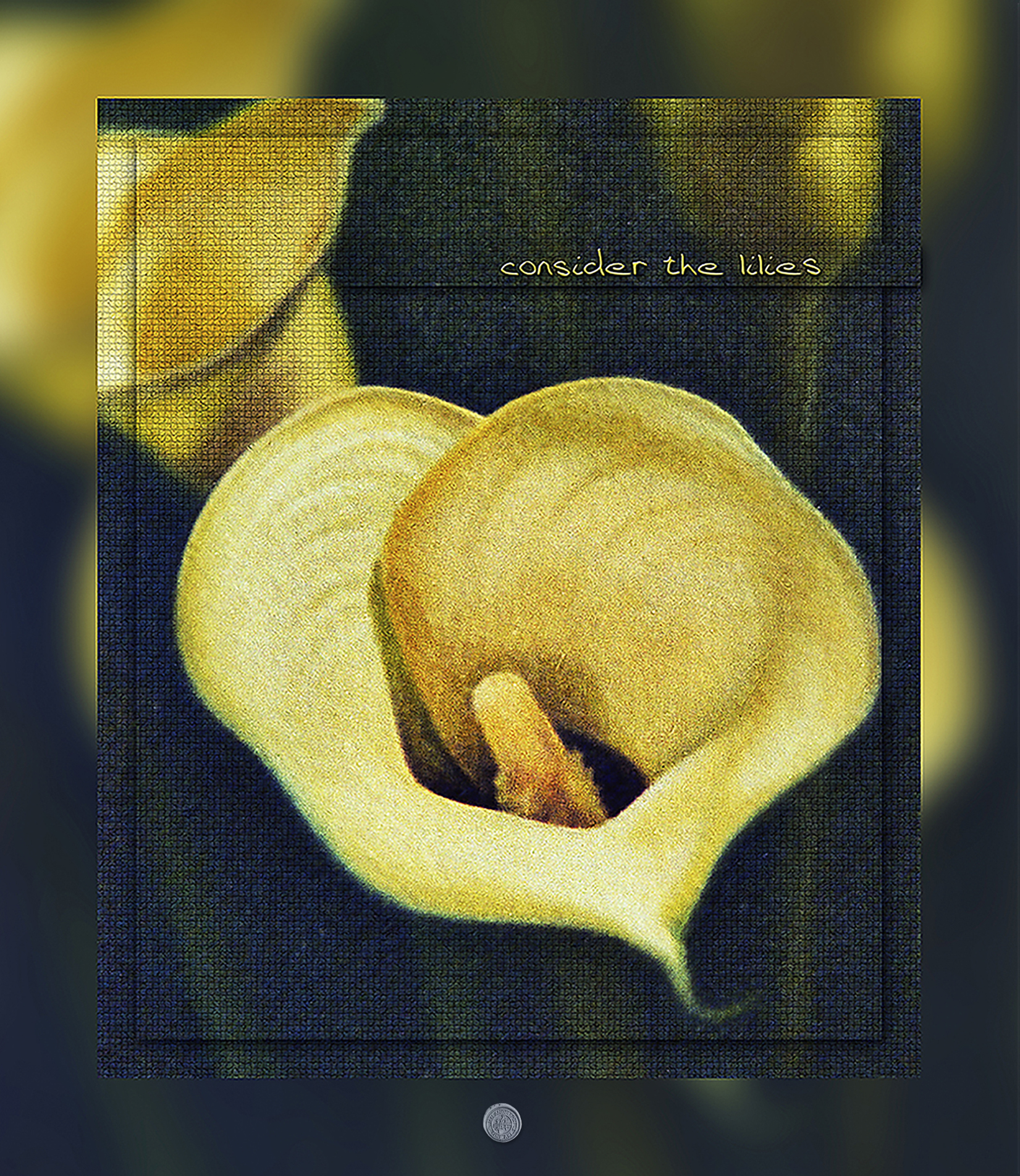 Yellow Cala Lily in all its splendour, oil painting.