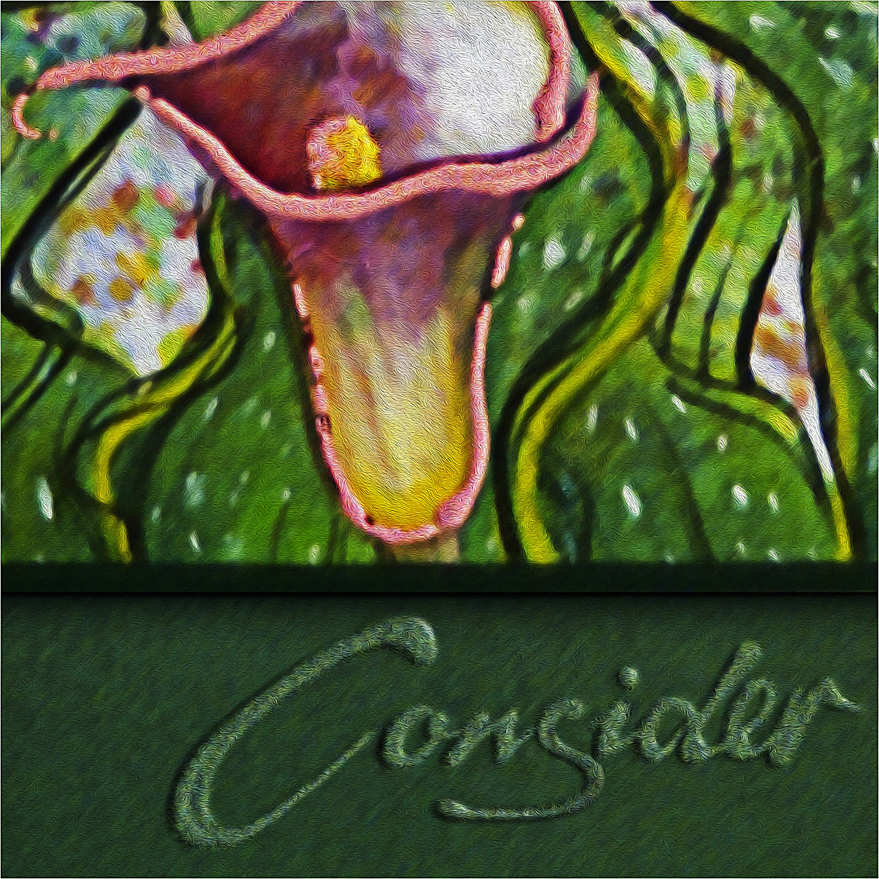 CONSIDER THE LILLIES 1 - Red Cala Lily - Image 5