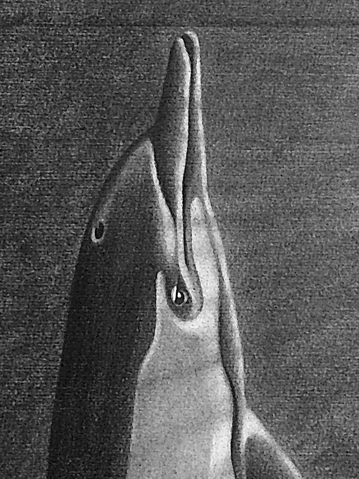 Dolphins at play 2