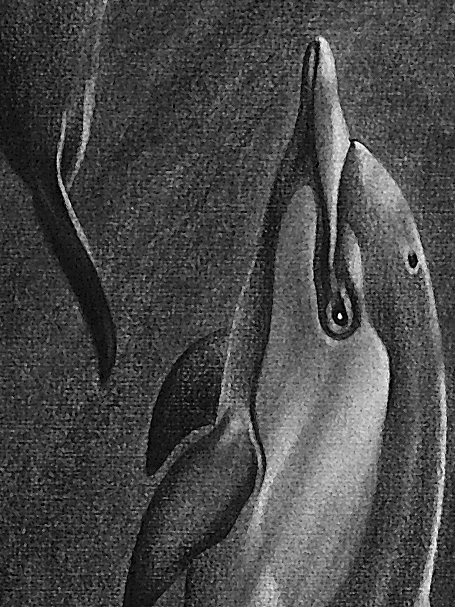 Dolphins at play 3