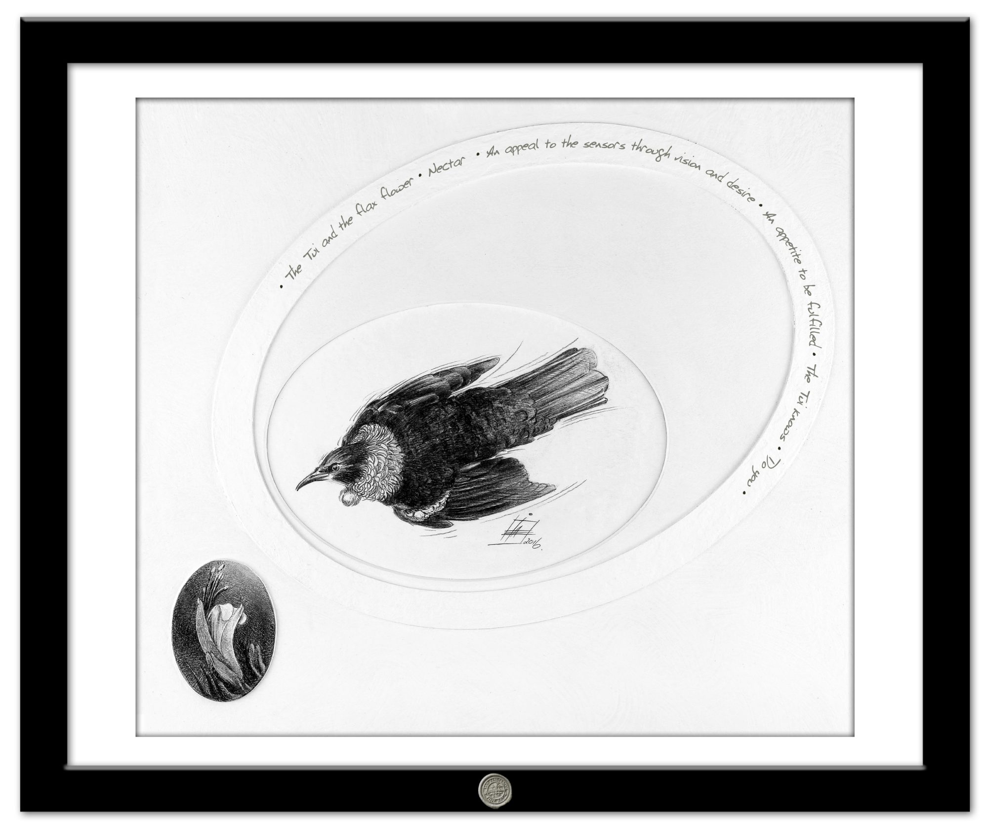The Tui has an appetite for flax flowers, Illustrations by ian anderson.