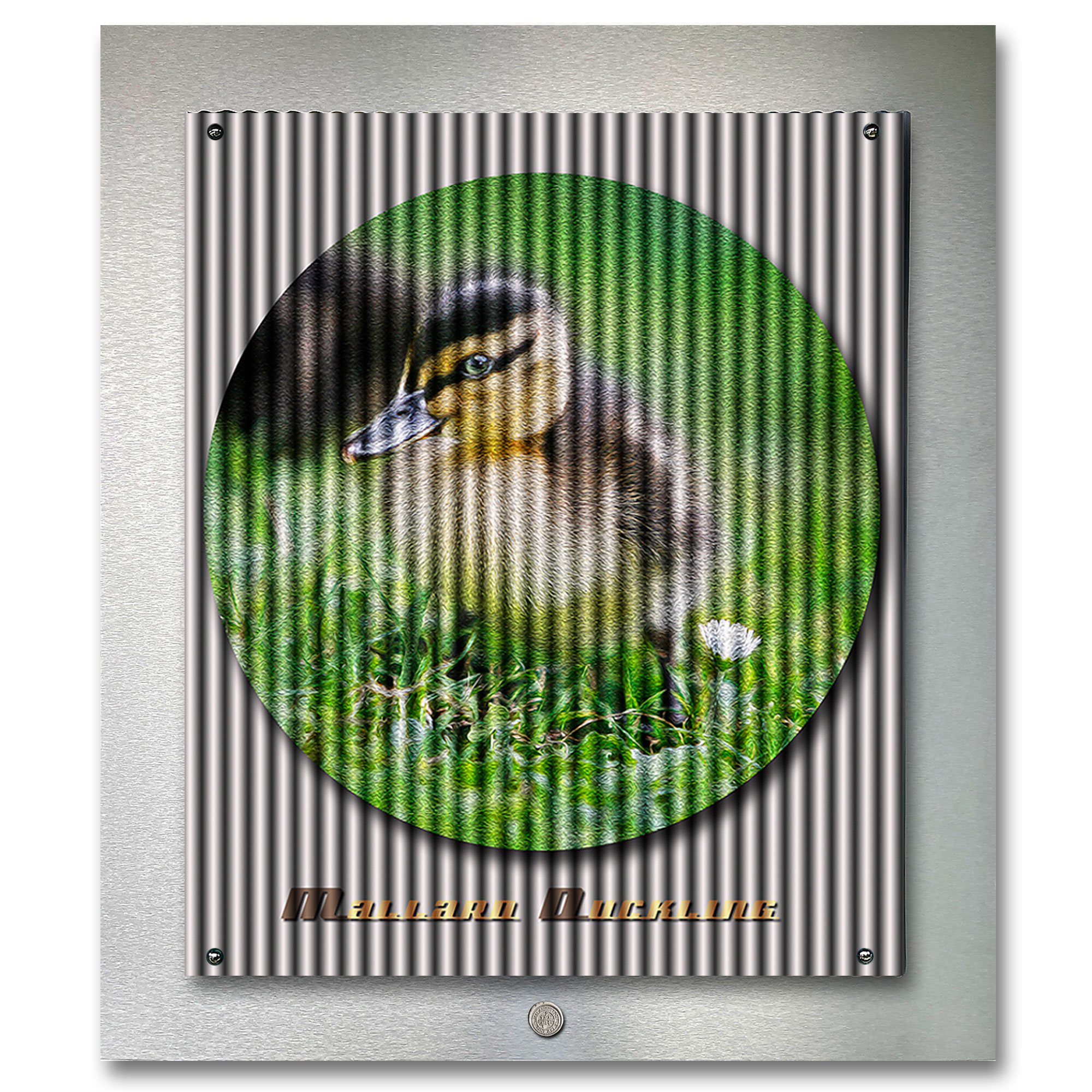 Mallard Duckling, photography by Ian Anderson.